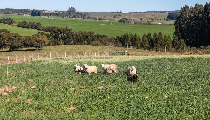  Ratinho Junior sanciona lei que prevê aumento do investimento em conectividade rural